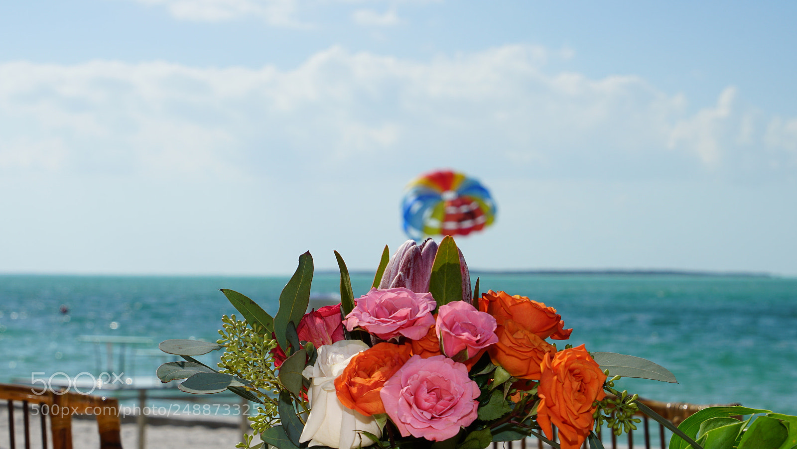 Sony a7R II sample photo. Color confusion. photography