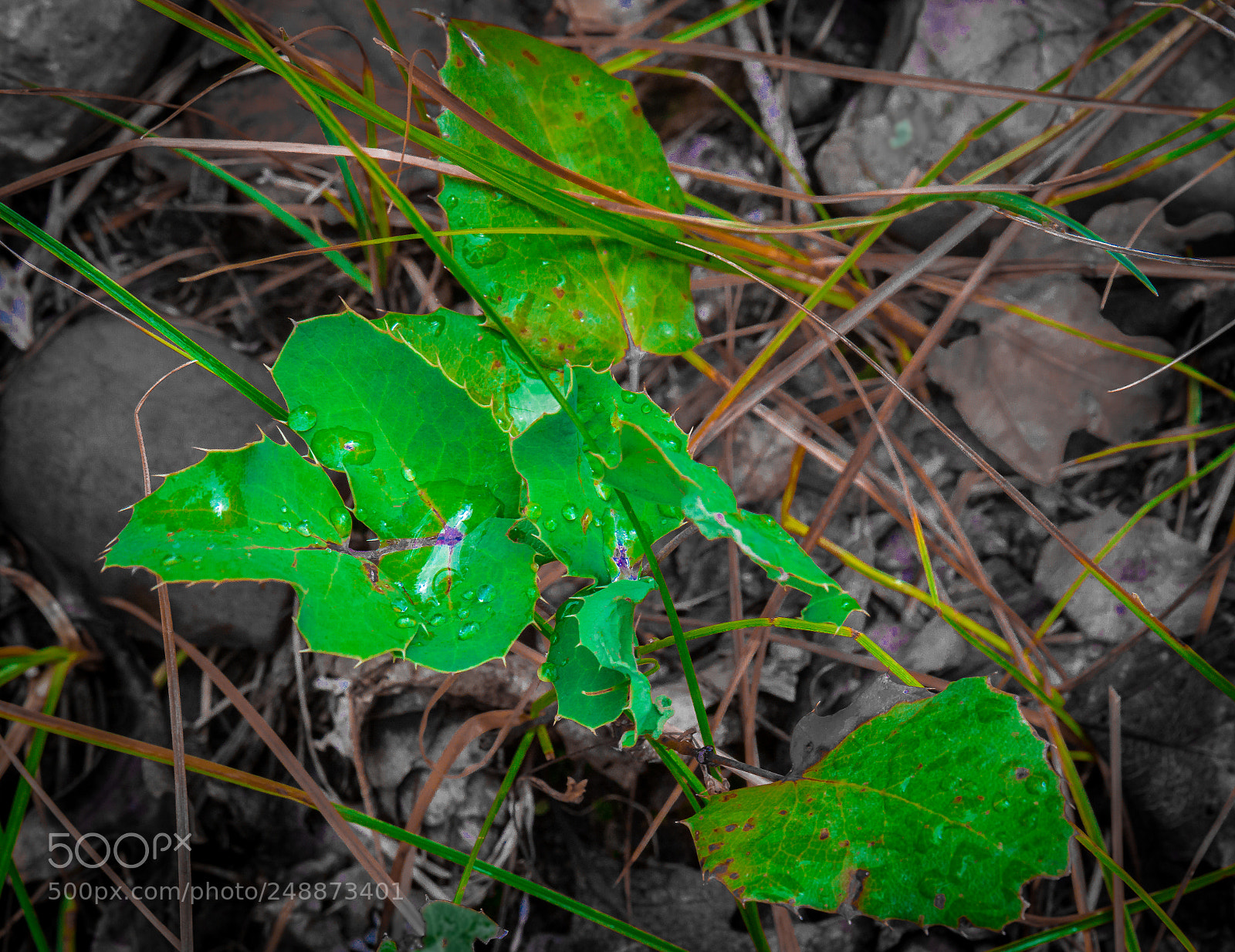 Nikon D7100 sample photo. After the showers photography