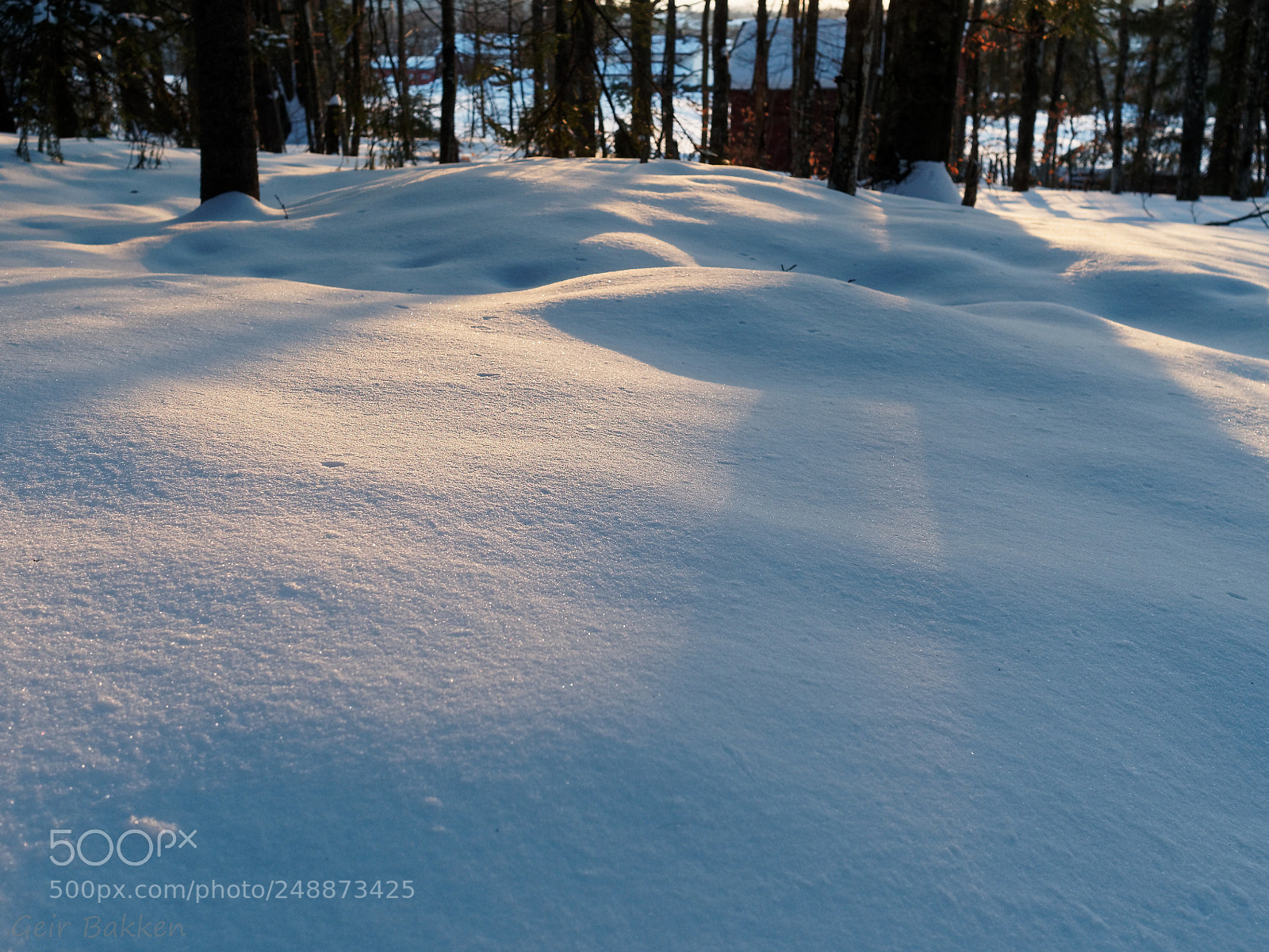 Olympus OM-D E-M5 II sample photo. Winter forest photography