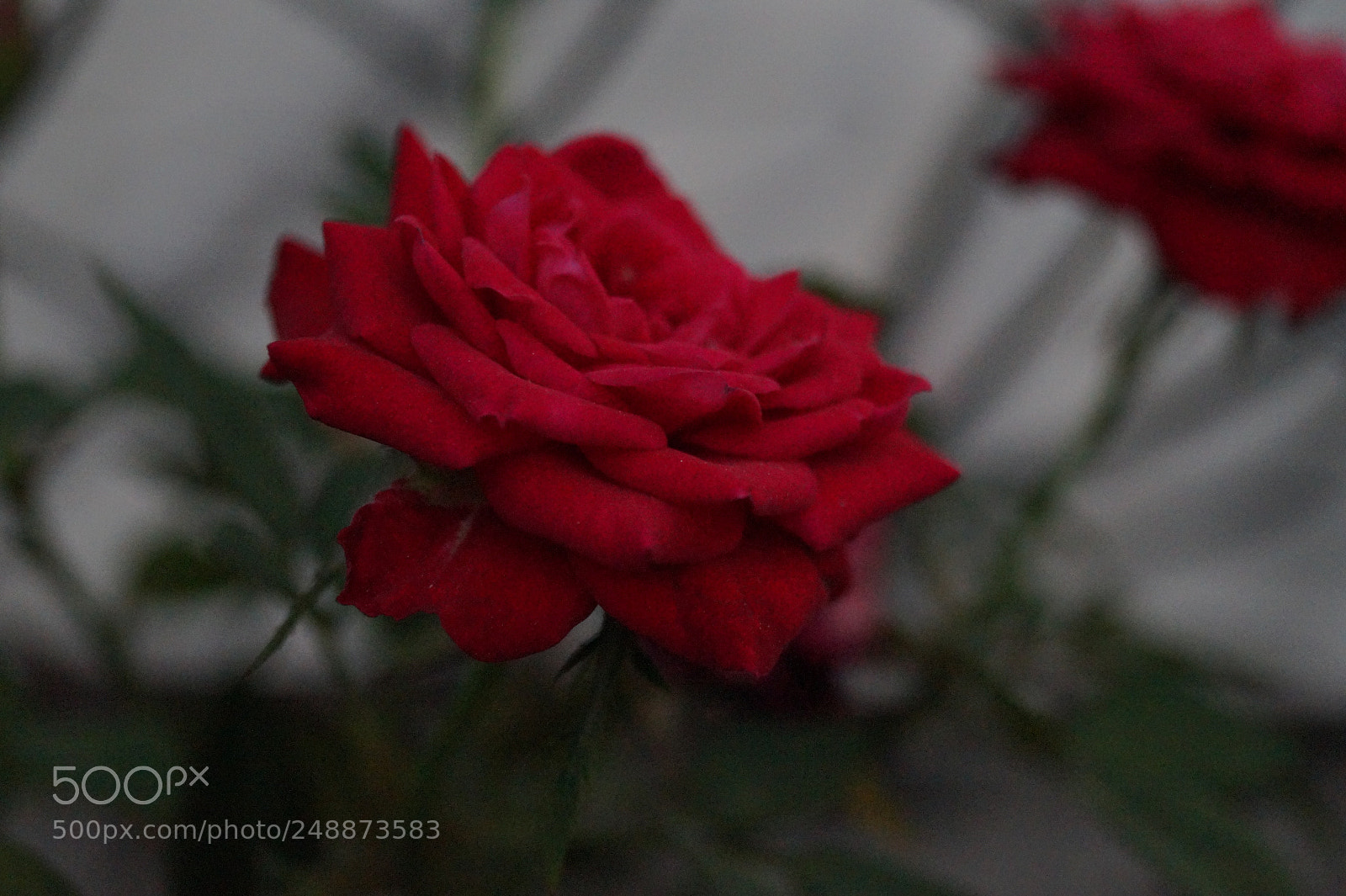Sony SLT-A58 sample photo. Untitled photography