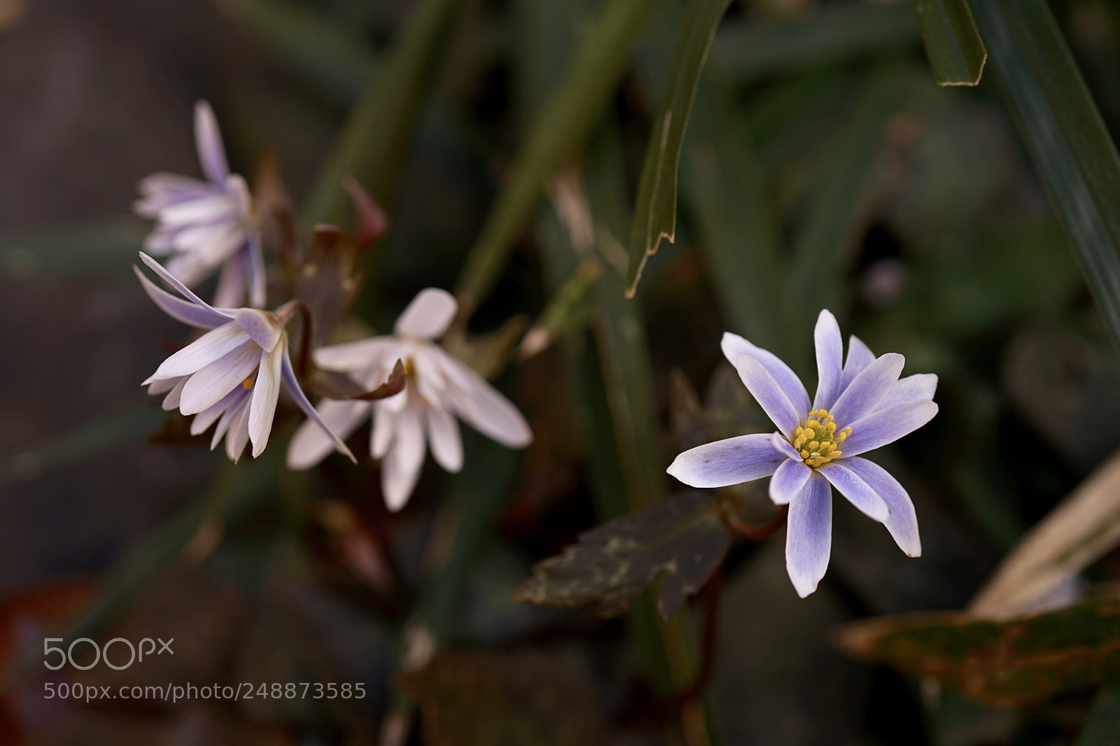 Sony a7 II sample photo. Spring has come anemone photography