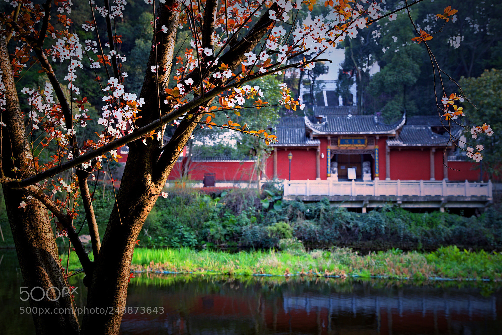 Nikon D800 sample photo. 梨树后院 photography
