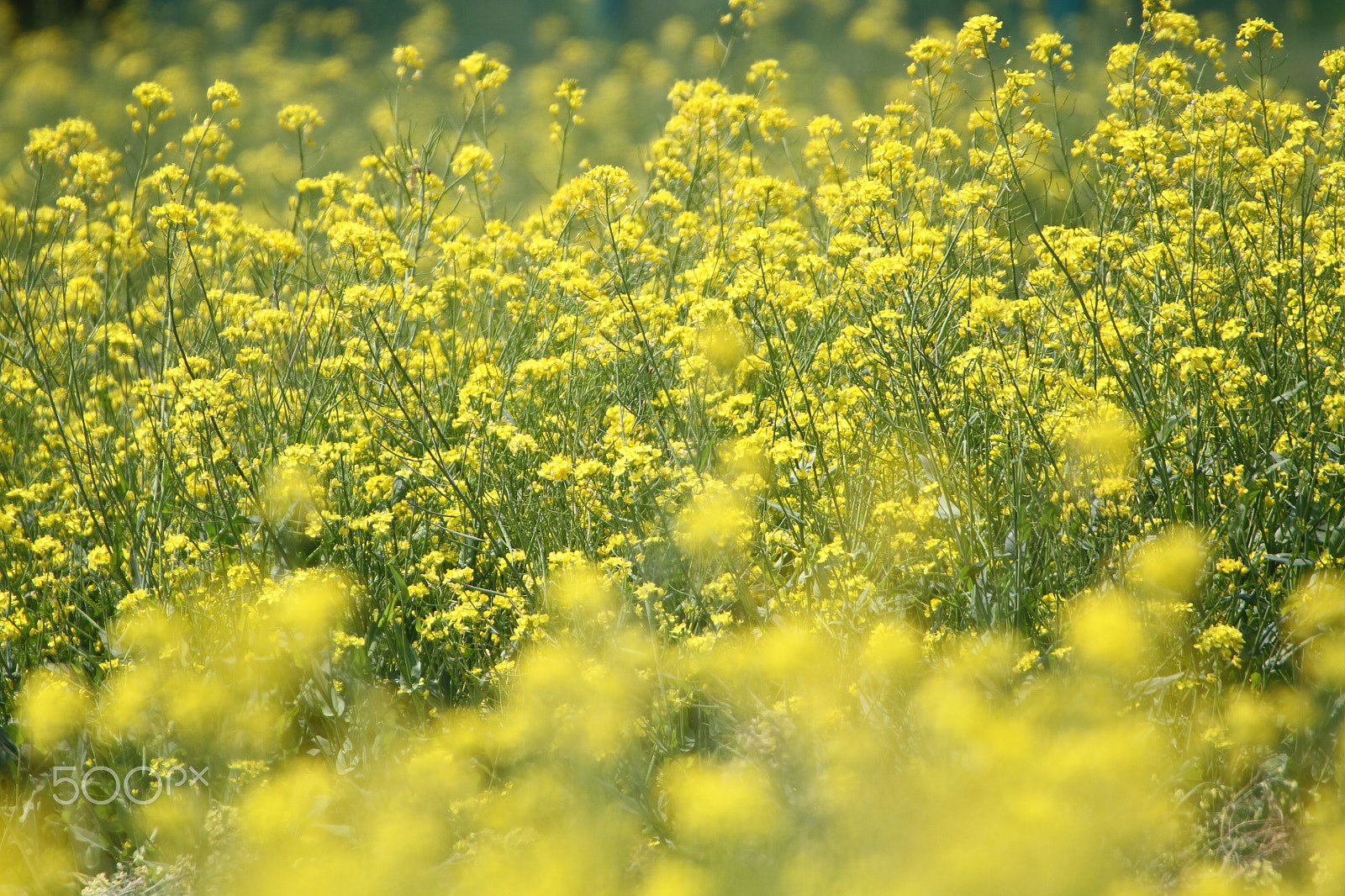 Canon EOS 7D + Sigma 50-500mm F4.5-6.3 DG OS HSM sample photo. Field mustard photography