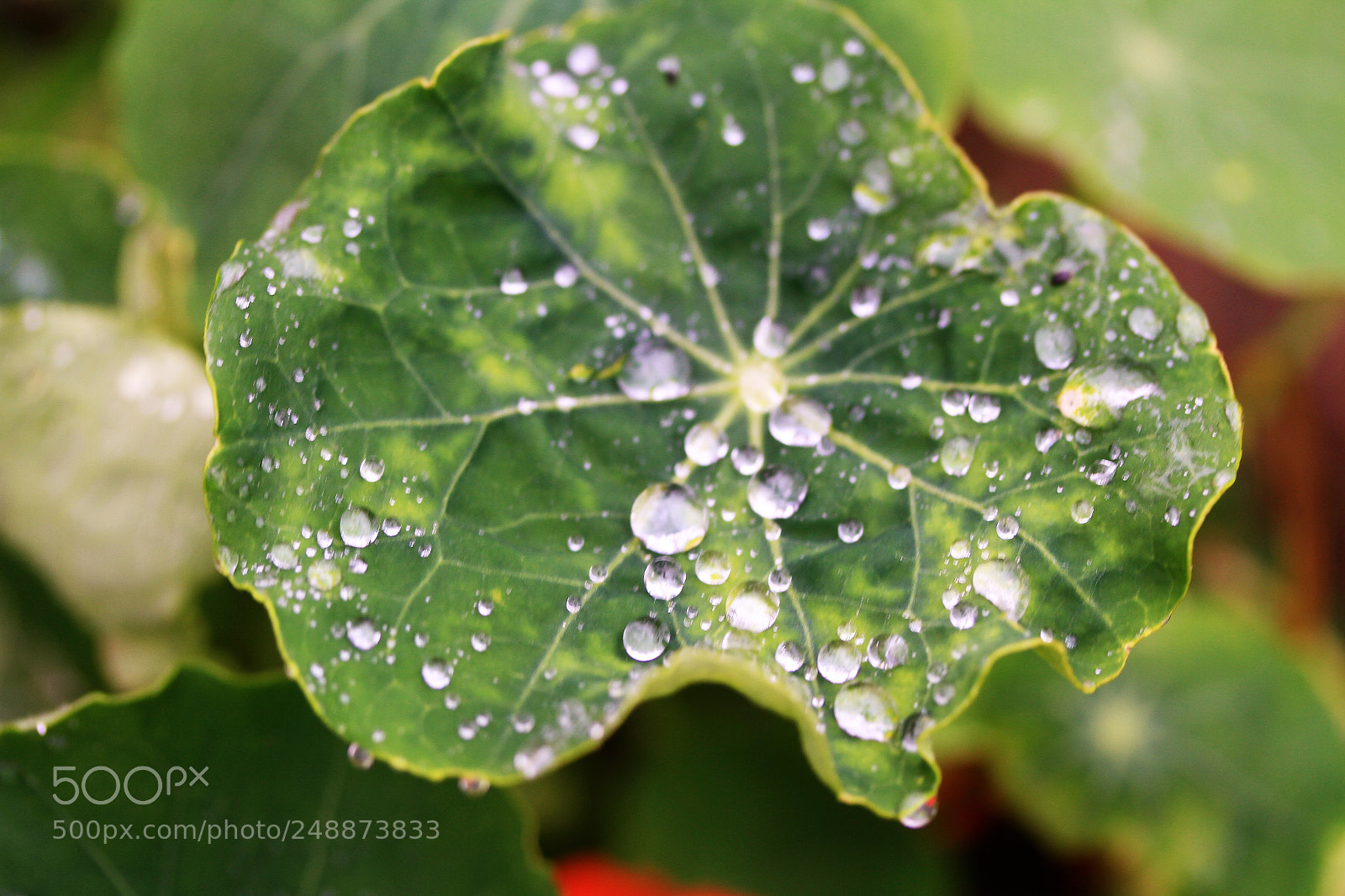 Canon EOS 7D sample photo. Another rainy day photography