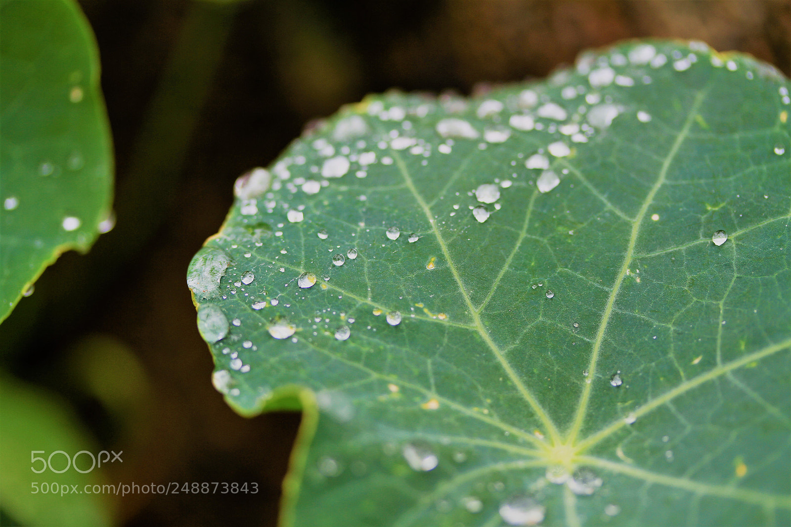 Canon EOS 7D sample photo. Another rainy day photography