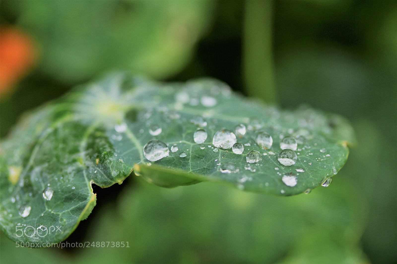 Canon EOS 7D sample photo. Another rainy day photography
