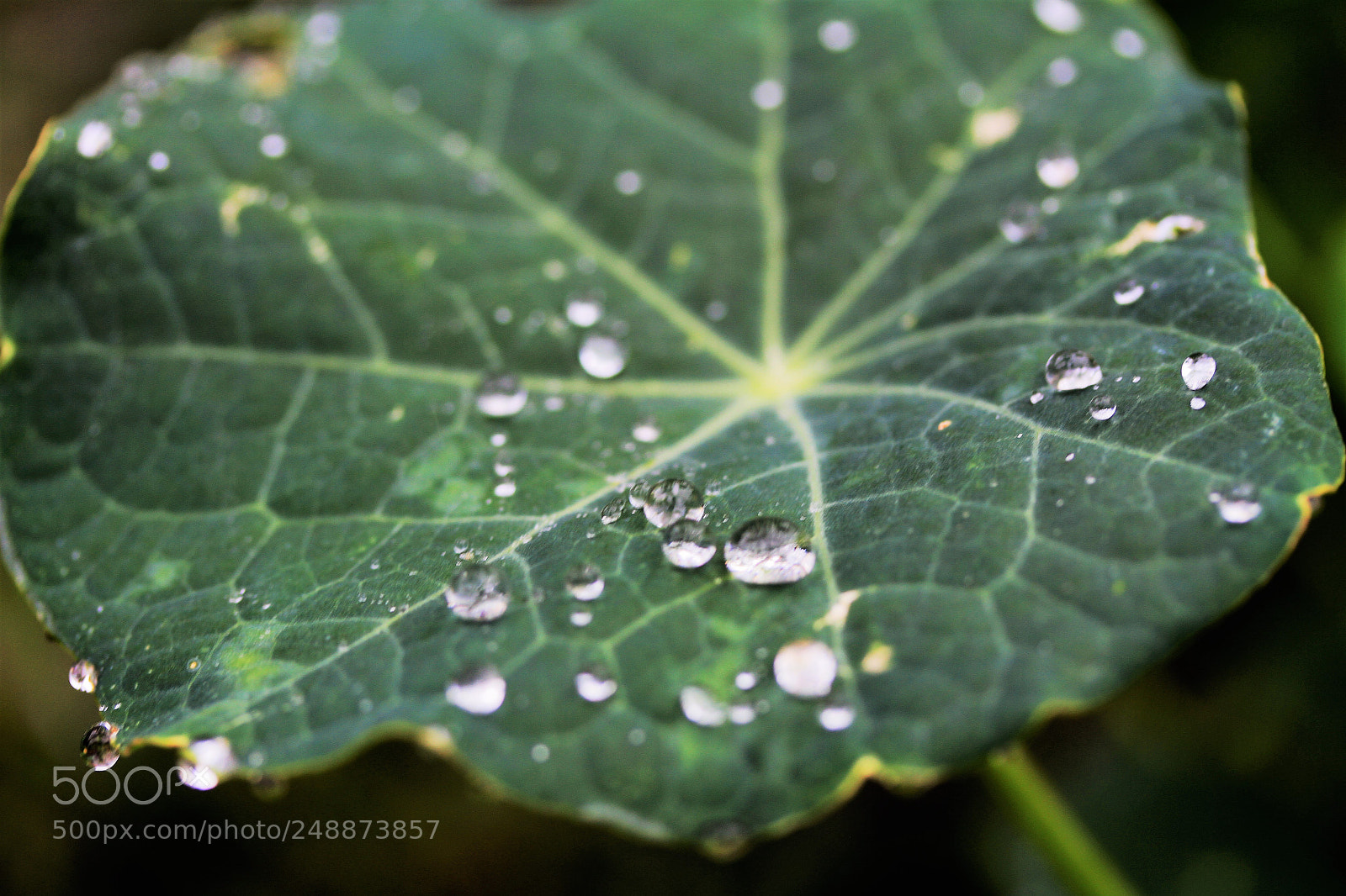 Canon EOS 7D sample photo. Another rainy day photography