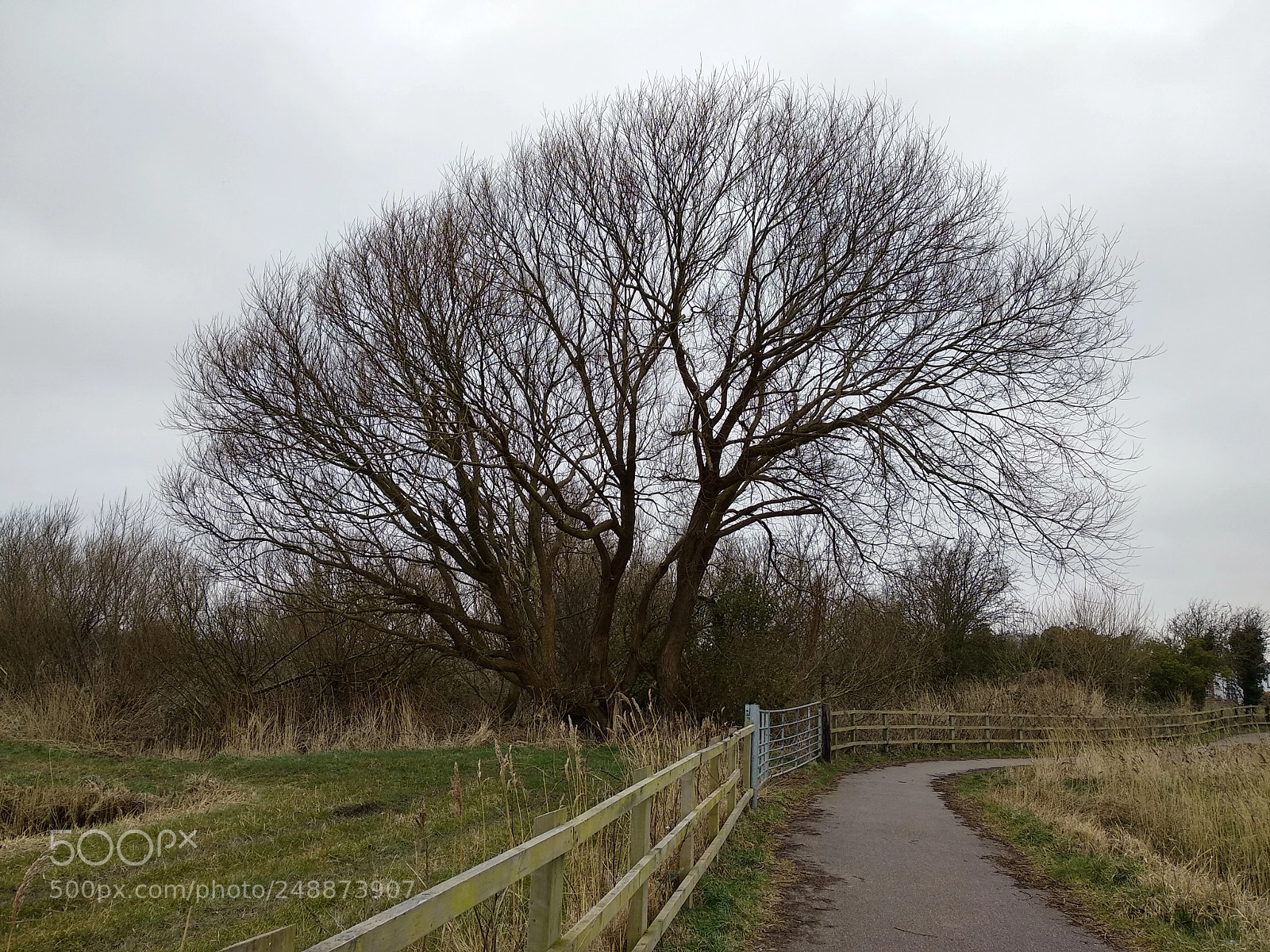 Xiaomi Mi A1 sample photo. Formby photography