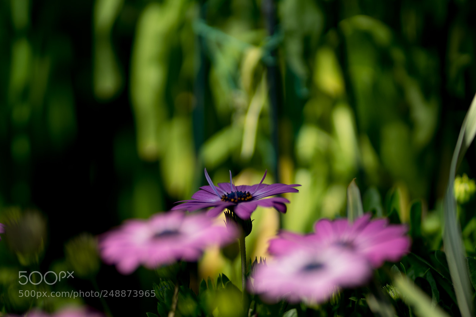 Sony a7 II sample photo. Purple photography