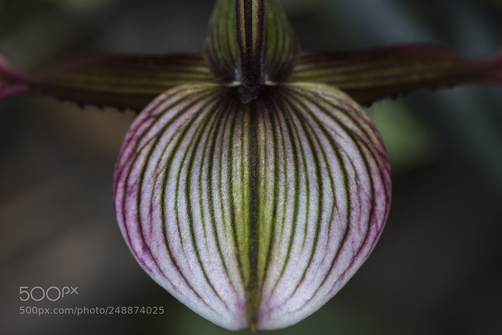 Nikon D810 sample photo. Orchid leaf photography