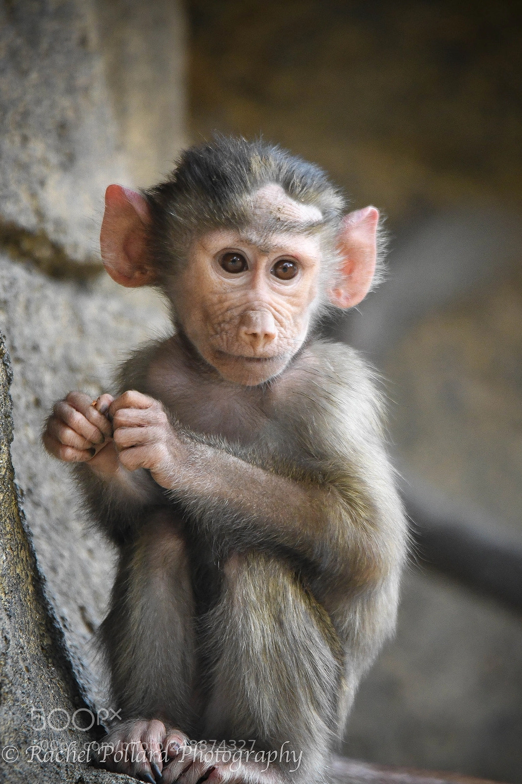 Nikon D500 sample photo. Baby baboon ? photography