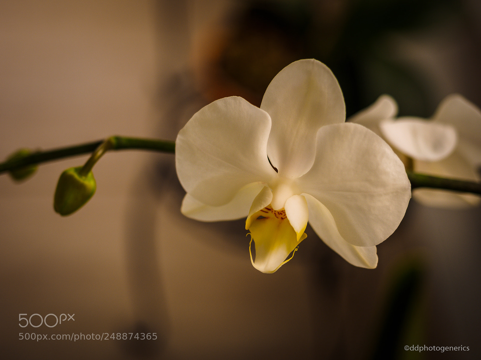 Olympus OM-D E-M1 sample photo. White orchids photography
