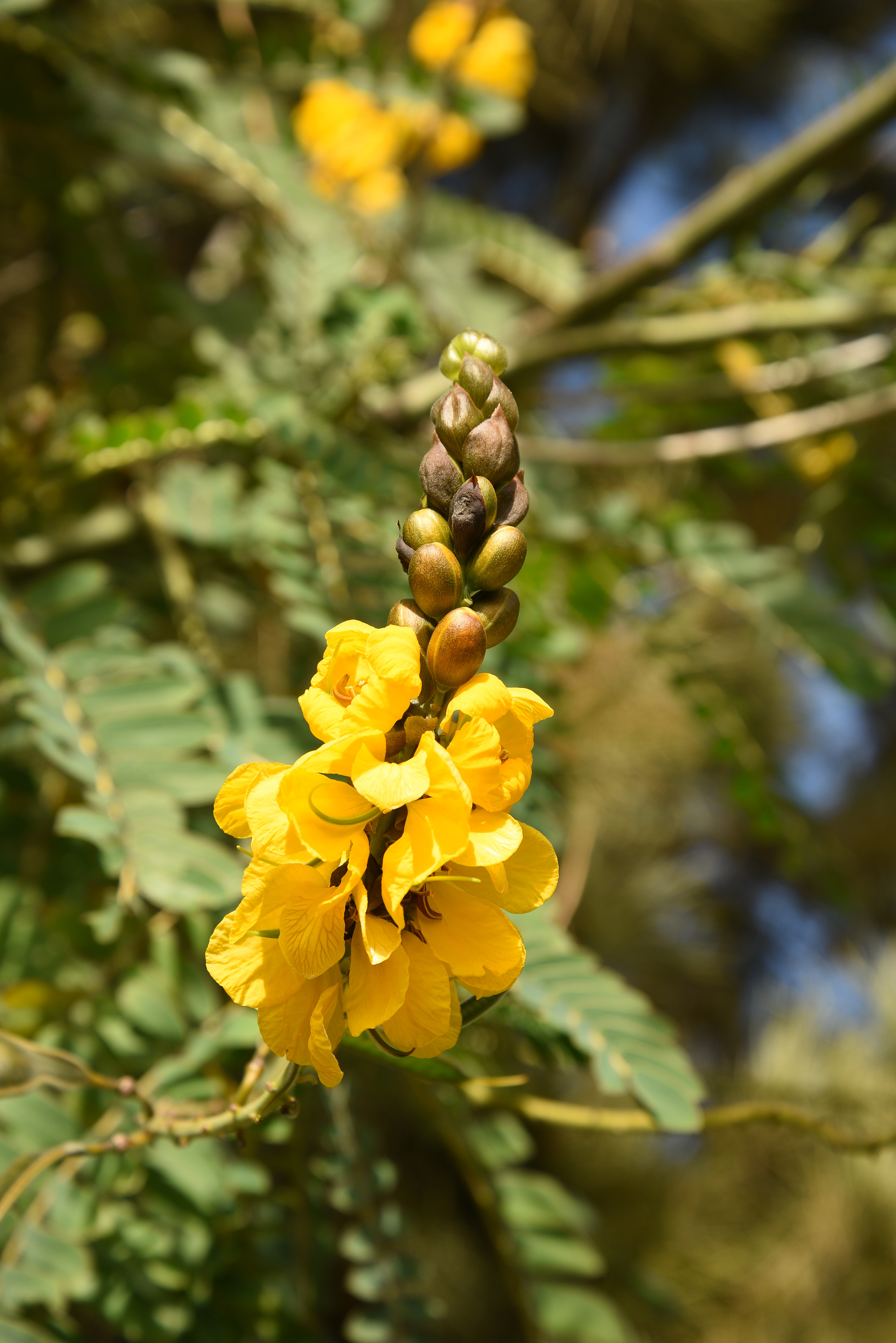 Nikon D810 sample photo. **4 photography