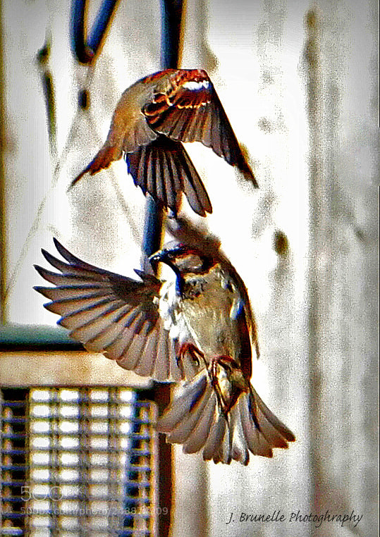 Samsung NX500 sample photo. Birds 2 march 10 photography