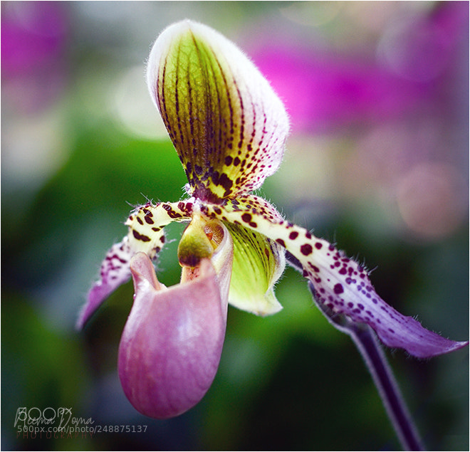Nikon D7000 sample photo. Orchid photography