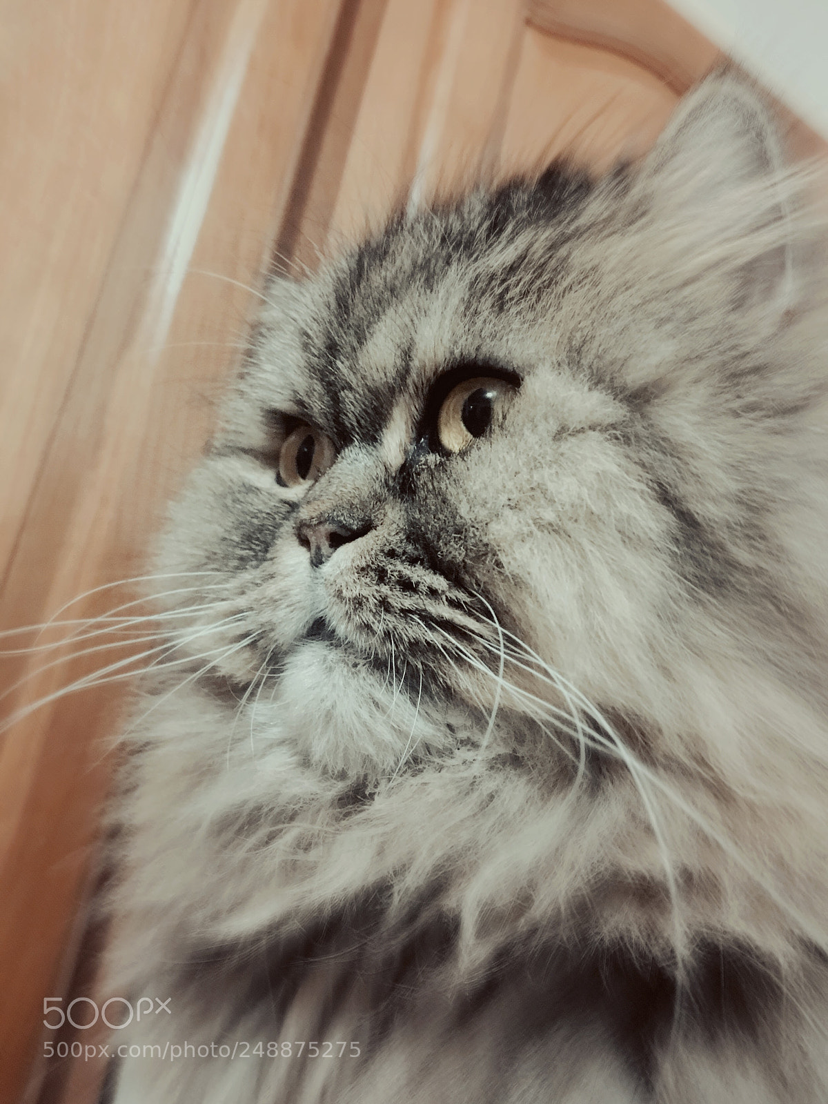 Apple iPhone 6s sample photo. Gorgeous cat photography