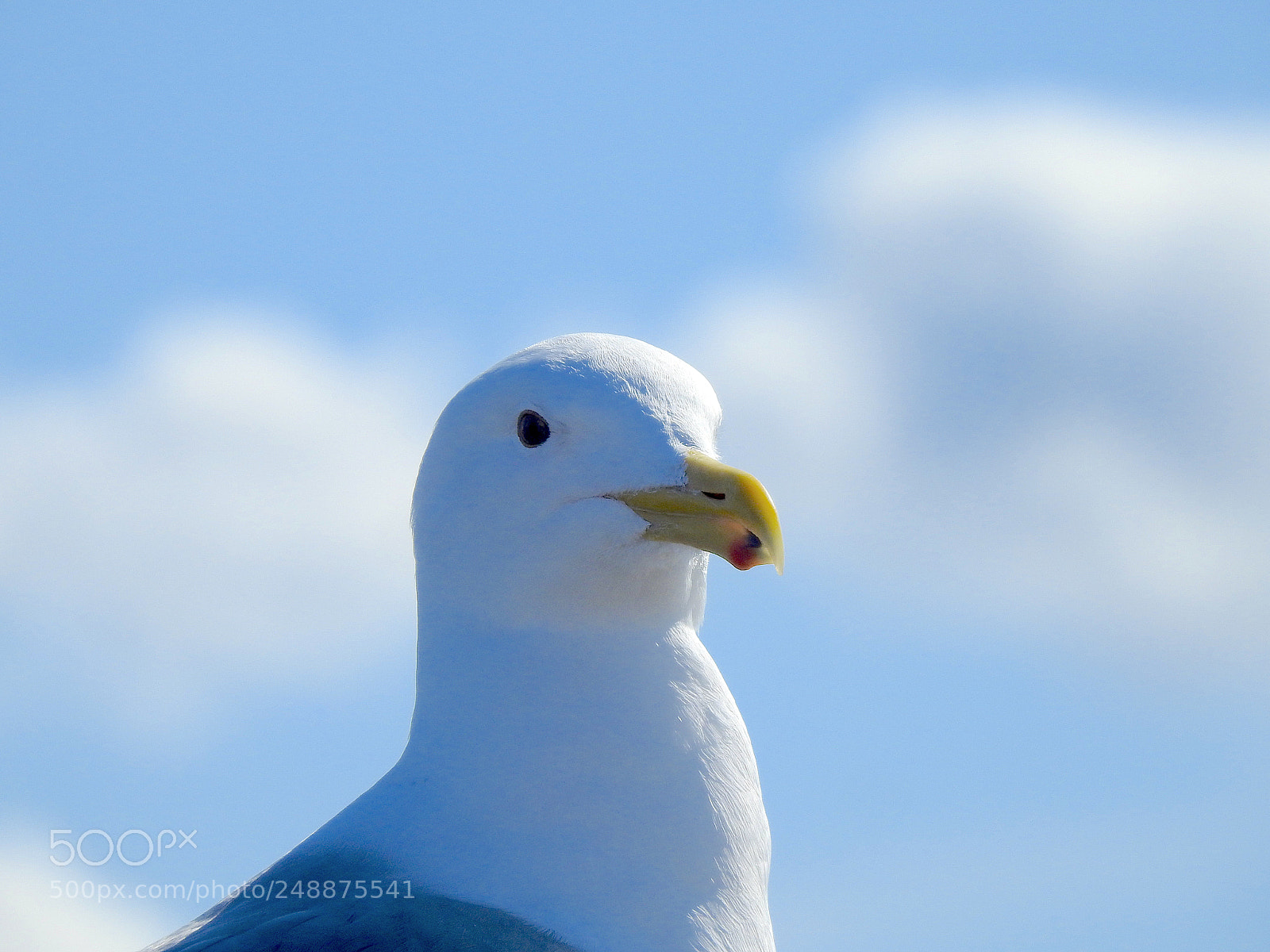 Nikon Coolpix P900 sample photo. Glaucous-winged gull photography