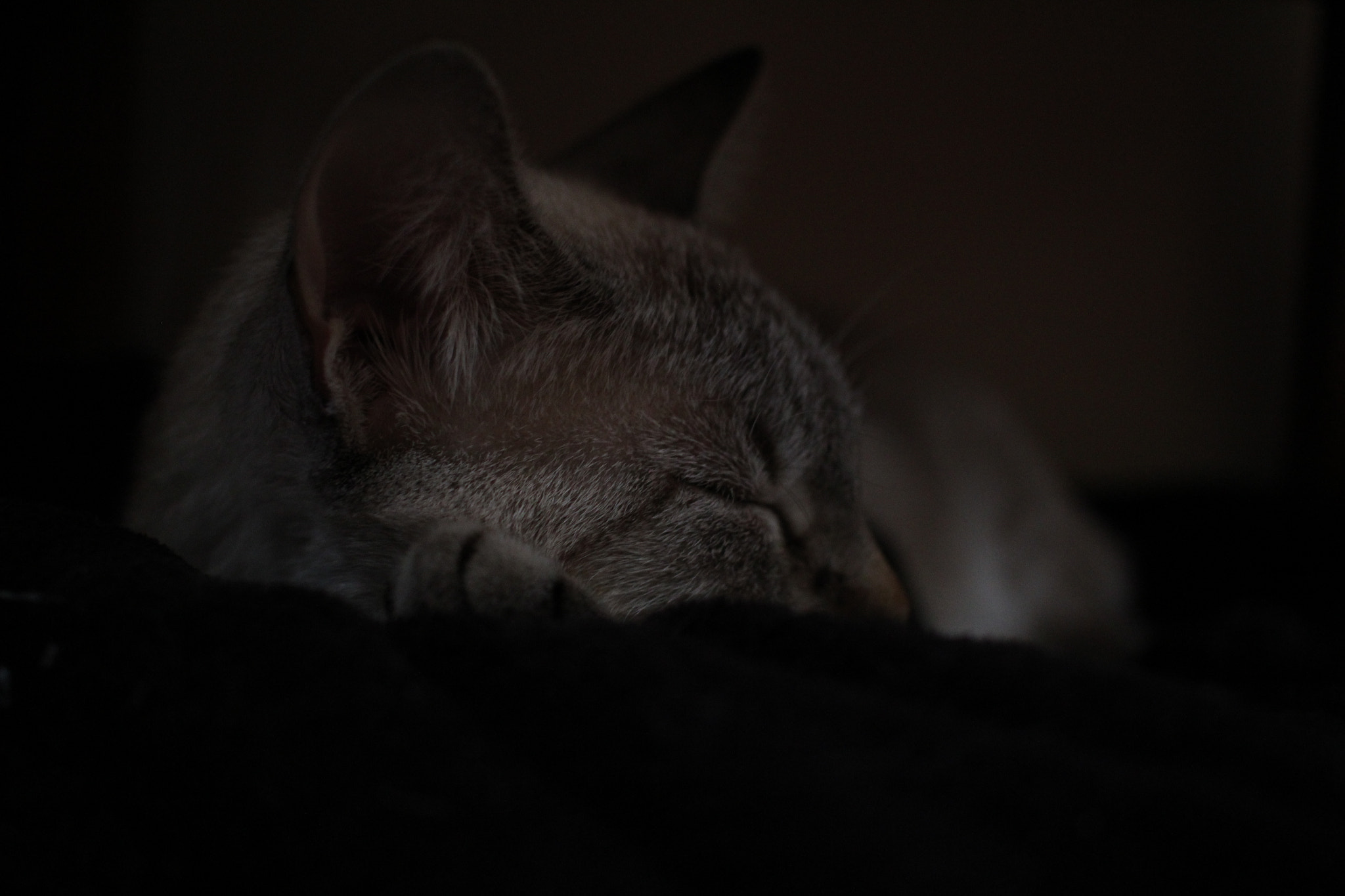 Canon EF-S 24mm F2.8 STM sample photo. Soneca photography
