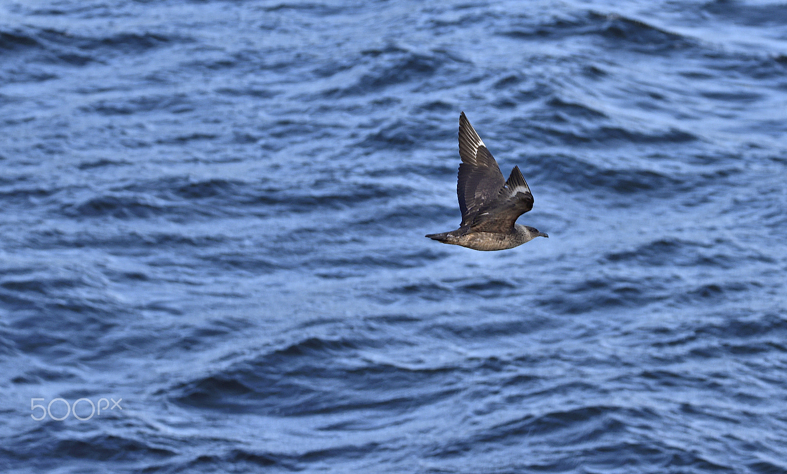 Sigma 150-600mm F5-6.3 DG OS HSM | S sample photo. Stercorarius photography