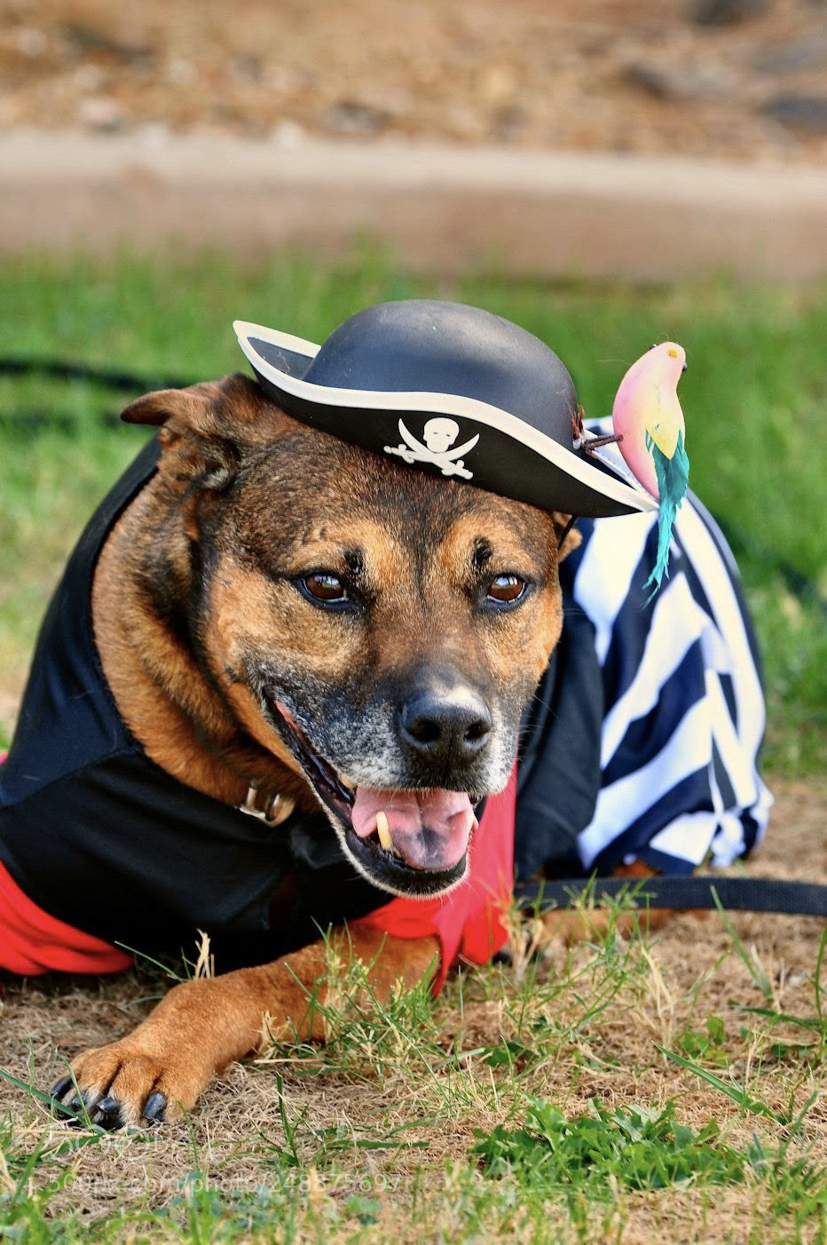 Nikon D90 sample photo. Pirate pup photography