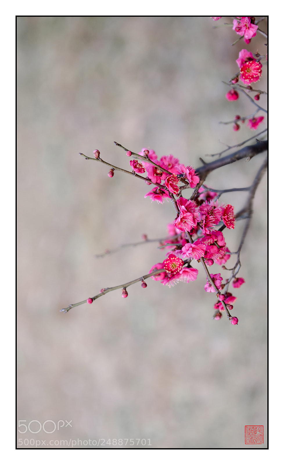 Nikon D7000 sample photo. 红梅报春 photography