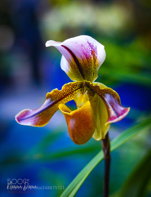 Nikon D7000 sample photo. Orchid photography