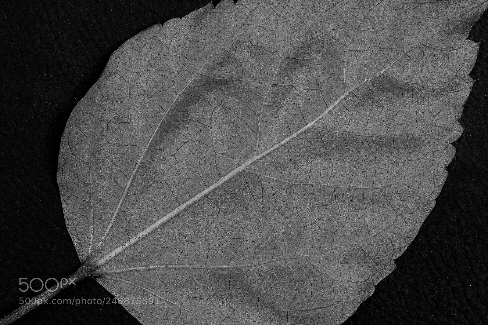 Nikon D3200 sample photo. A change of leaves... photography