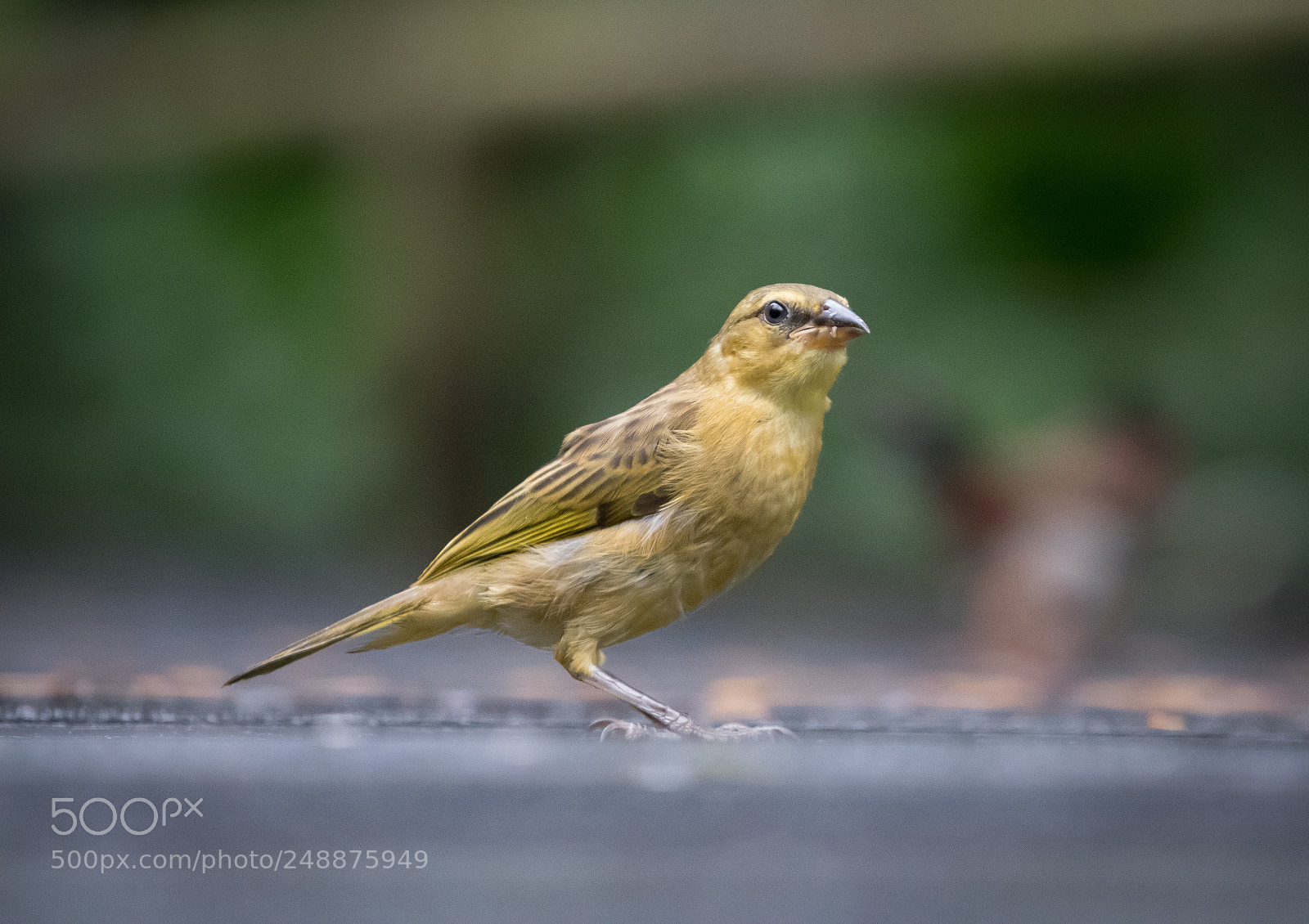 Canon EOS 80D sample photo. Weaver bird (female) photography