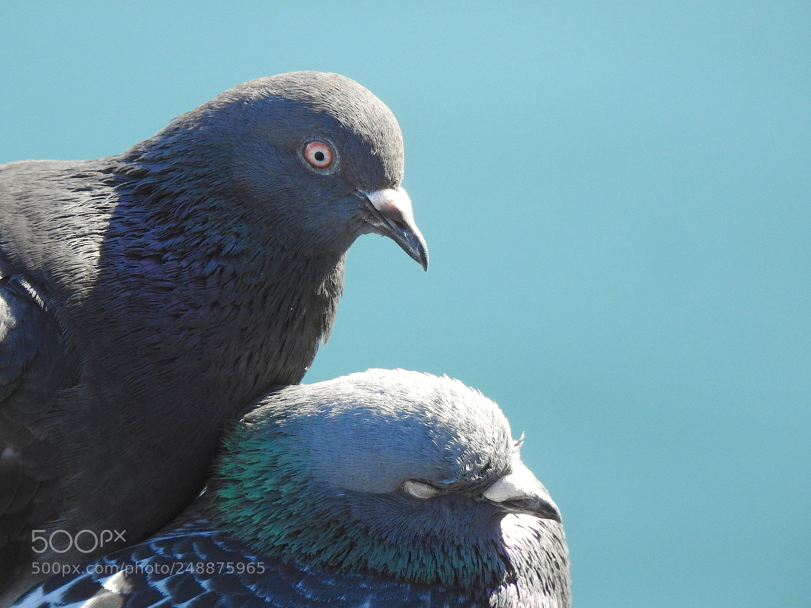 Nikon Coolpix P900 sample photo. Rock pigeon photography