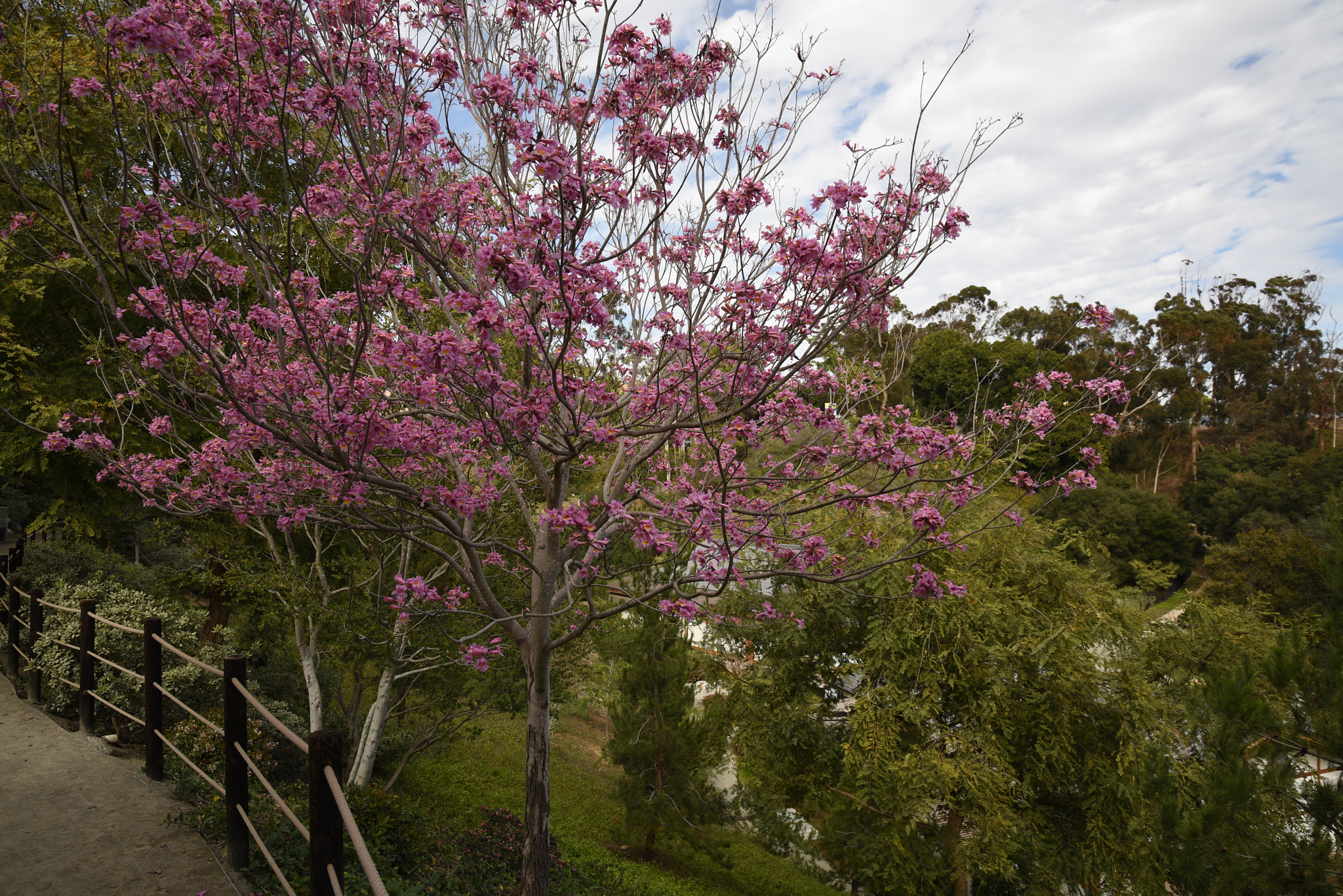 Nikon D810 sample photo. **4 photography