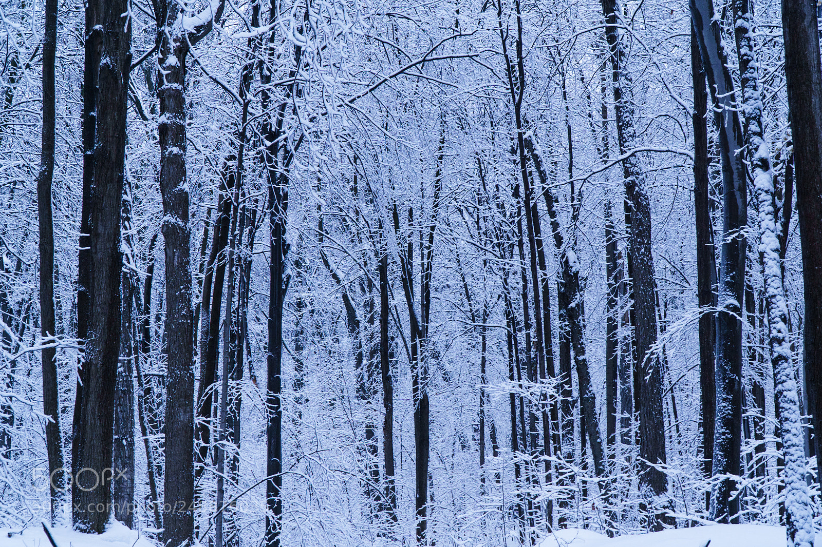 Sony a6000 sample photo. Sticky snow photography