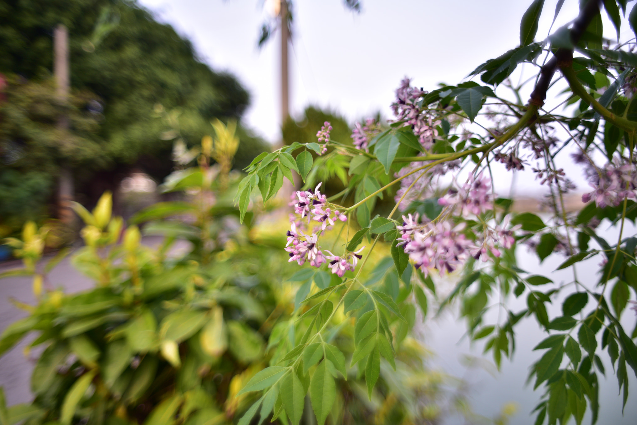 Nikon D810 + Manual Lens No CPU sample photo. Spring purple flowers photography