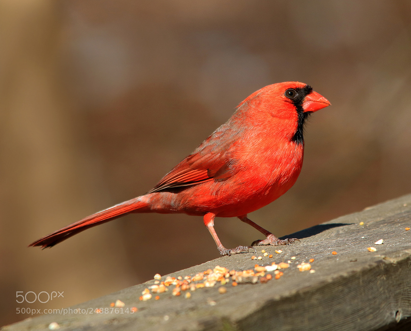 Canon EOS 750D (EOS Rebel T6i / EOS Kiss X8i) sample photo. Northern cardinal photography