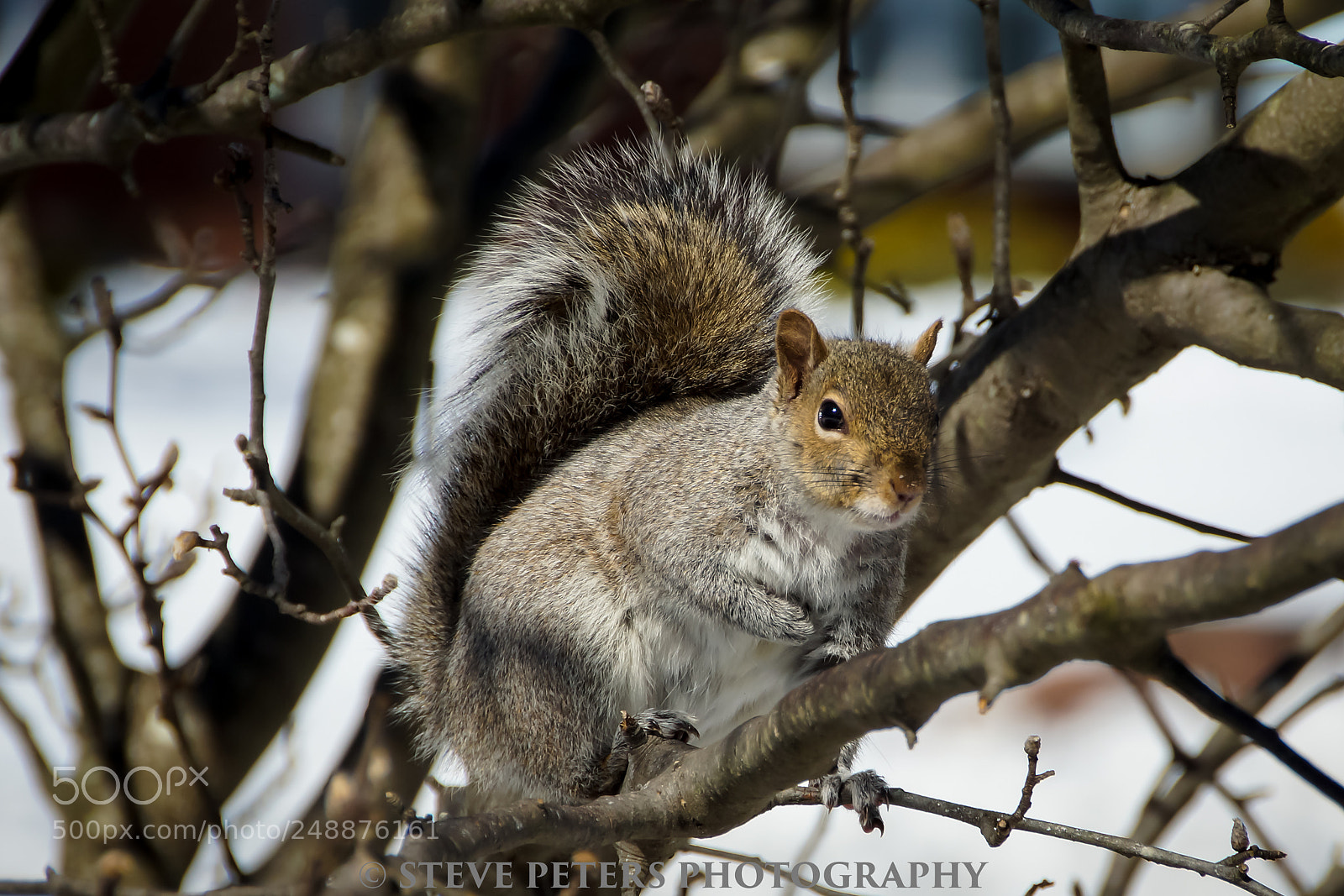 Sony SLT-A77 sample photo. Squirrel photography