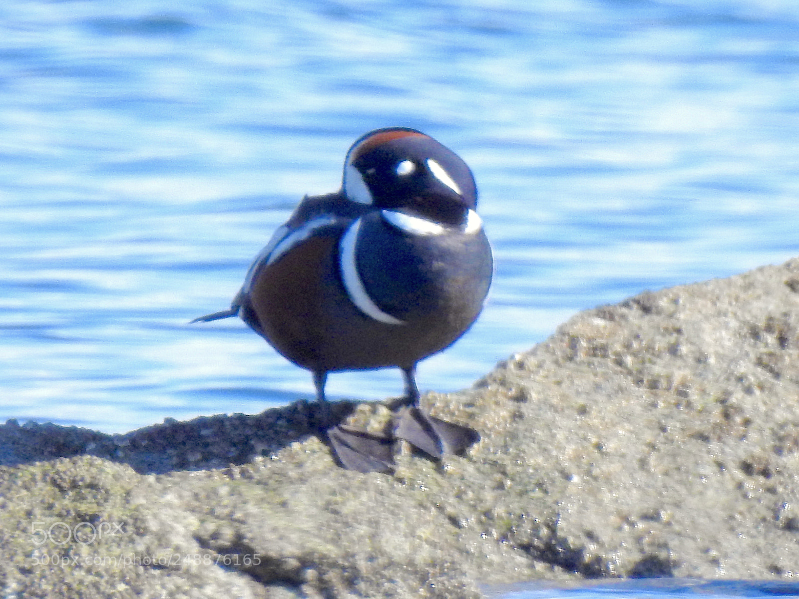 Nikon Coolpix P900 sample photo. Harlequin duck photography