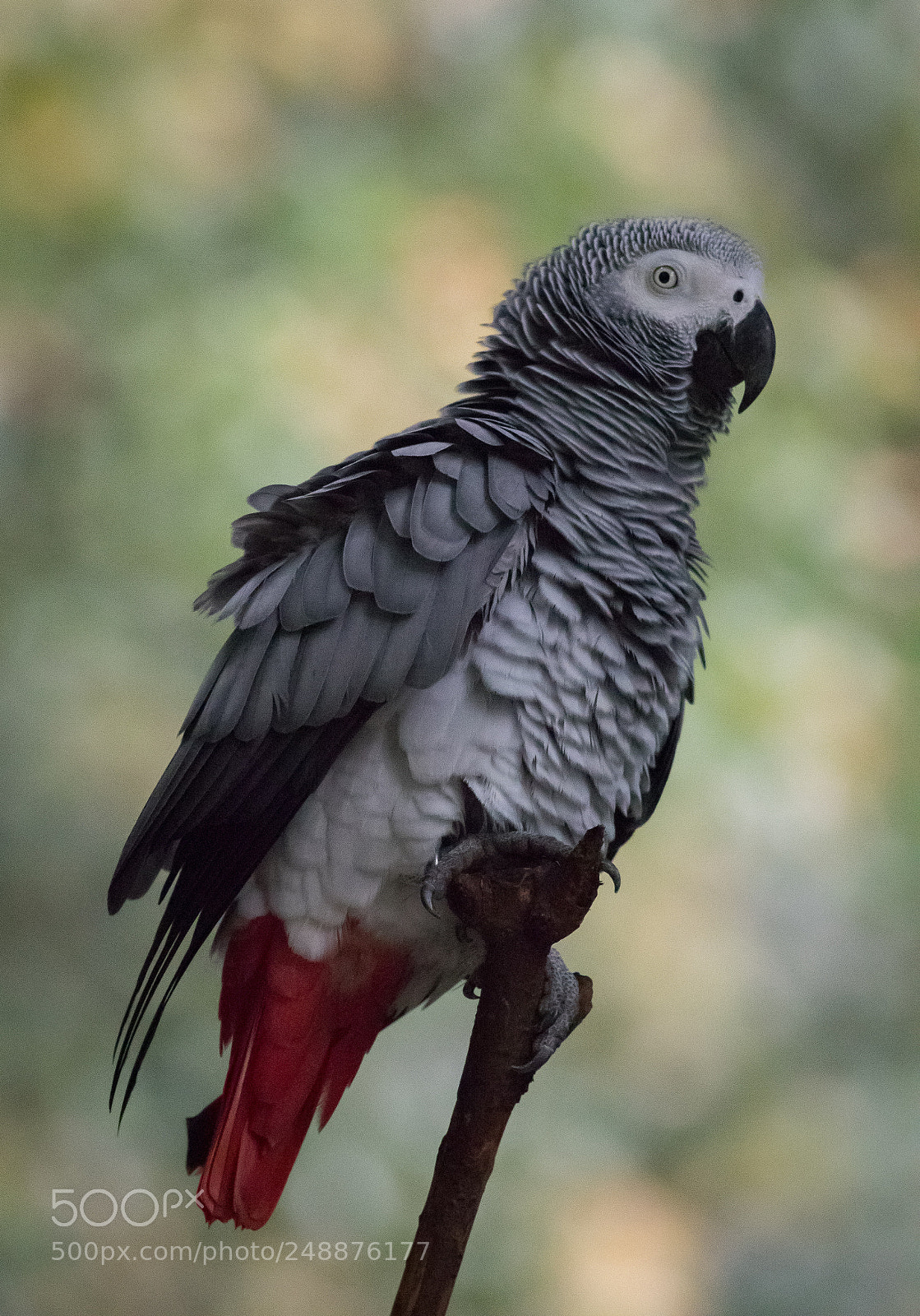 Canon EOS 80D sample photo. Grey parrot photography