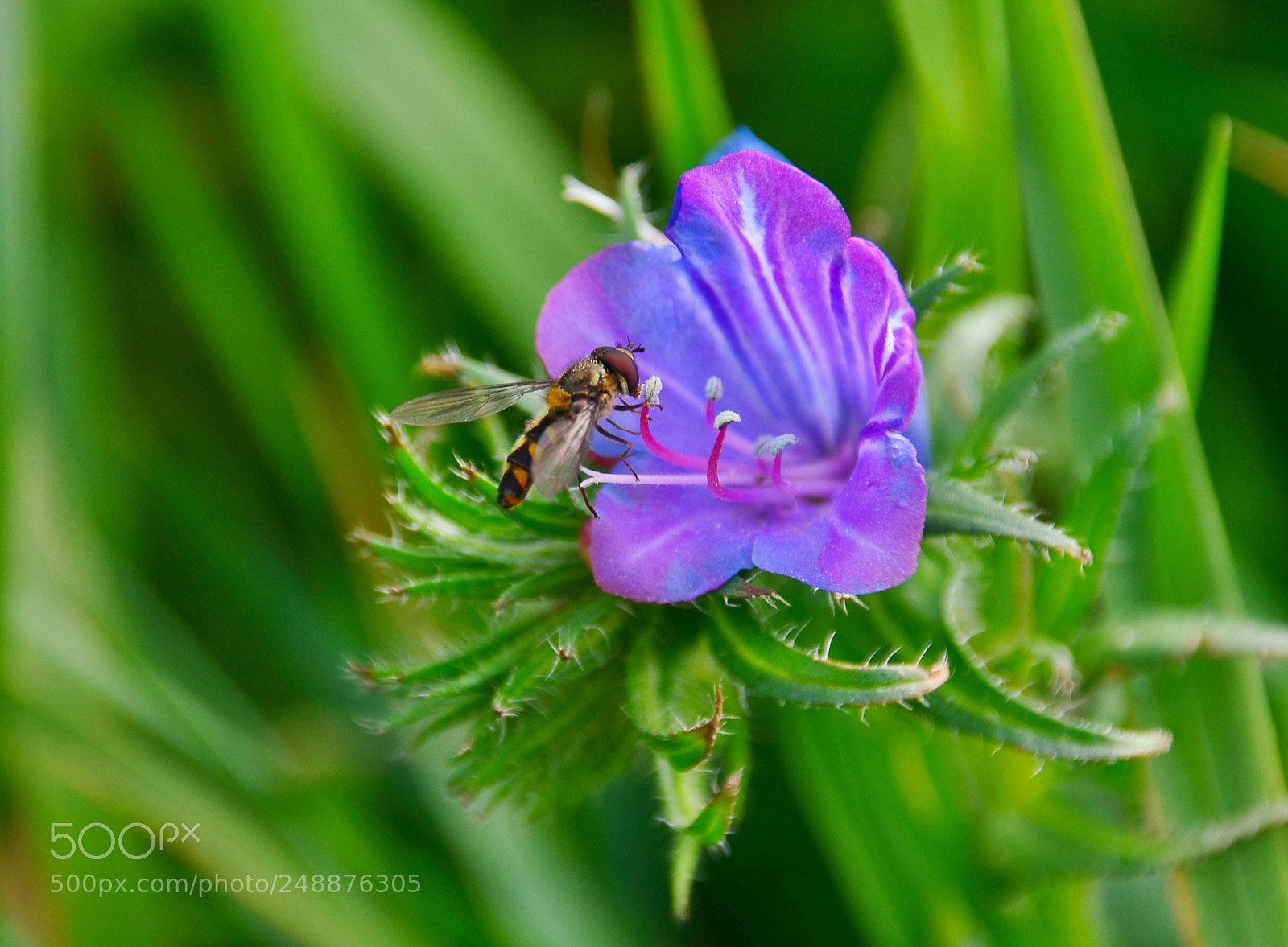 Nikon D7000 sample photo. Spring photography