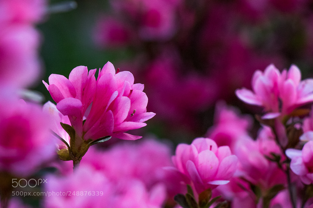 Canon EOS 80D sample photo. Small pink flowers photography