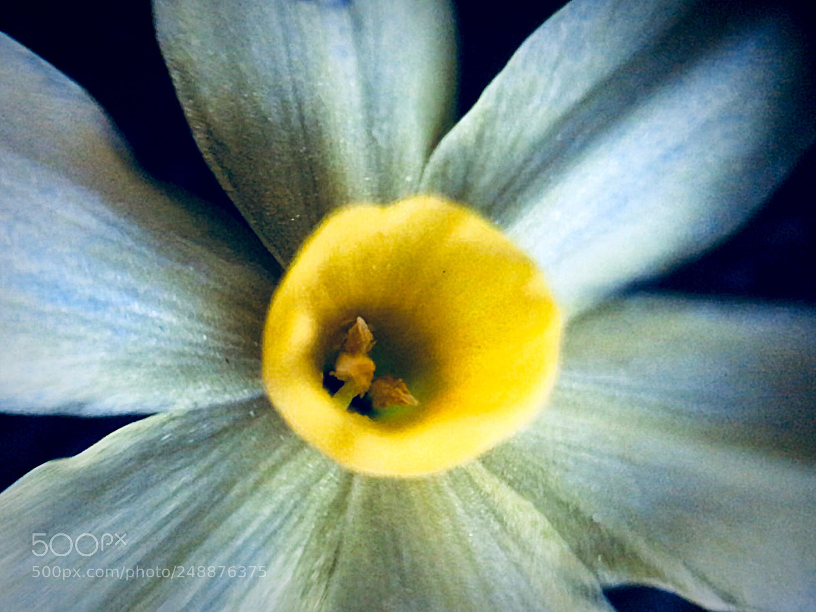 Apple iPhone 7 Plus sample photo. Daffodils up close photography