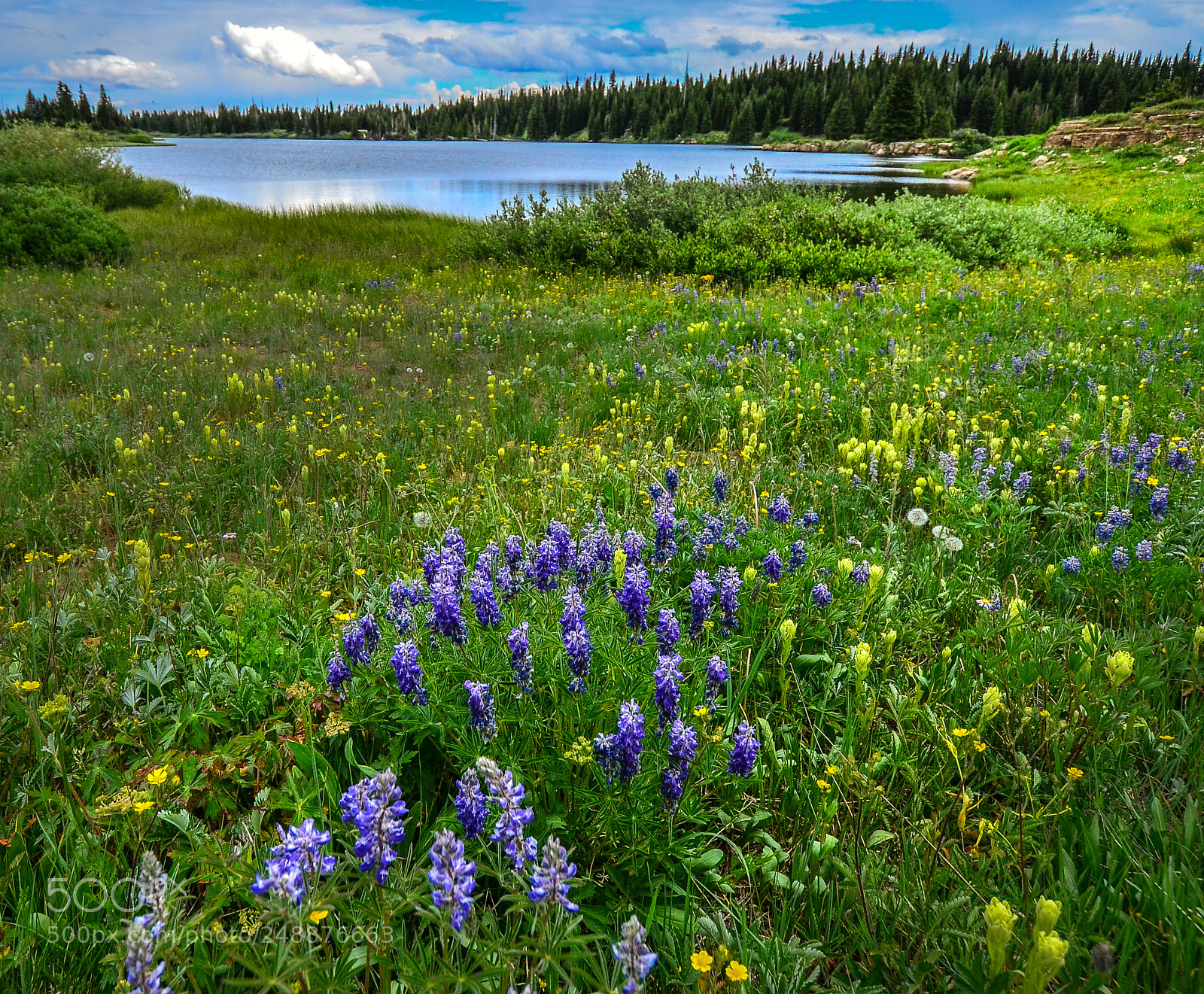 Nikon D7000 sample photo. Lakeside blossom photography