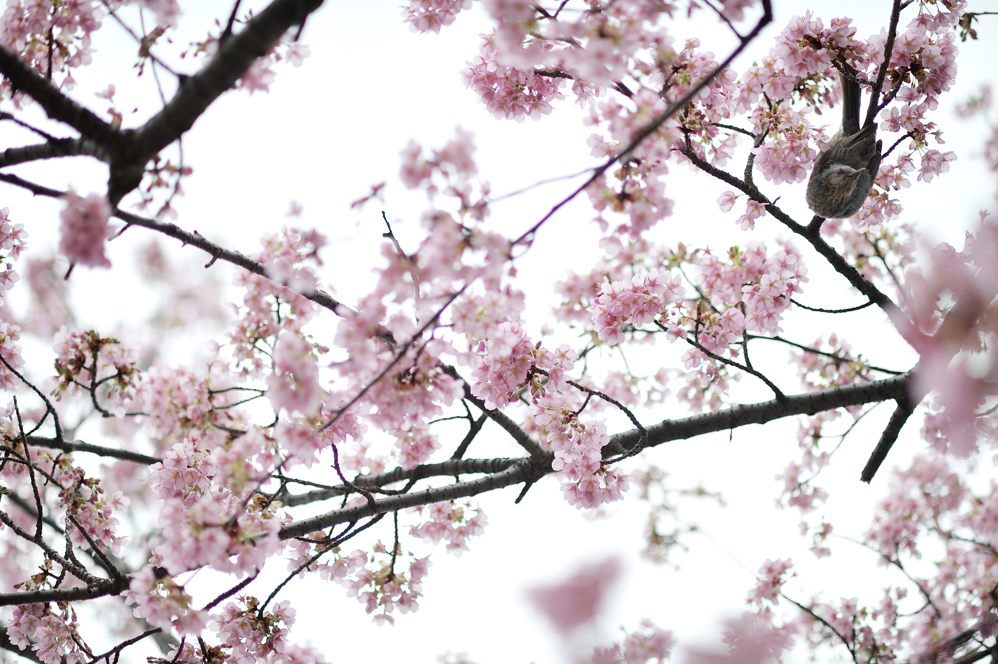 Nikon D700 sample photo. Spring for tokyoites photography