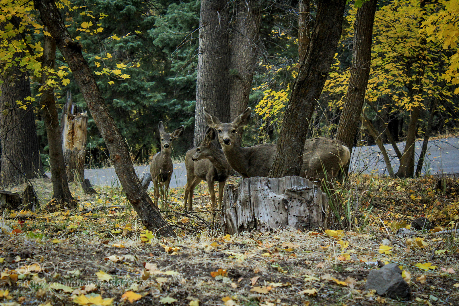 Canon EOS 1300D (EOS Rebel T6 / EOS Kiss X80) sample photo. Good morning little deer photography