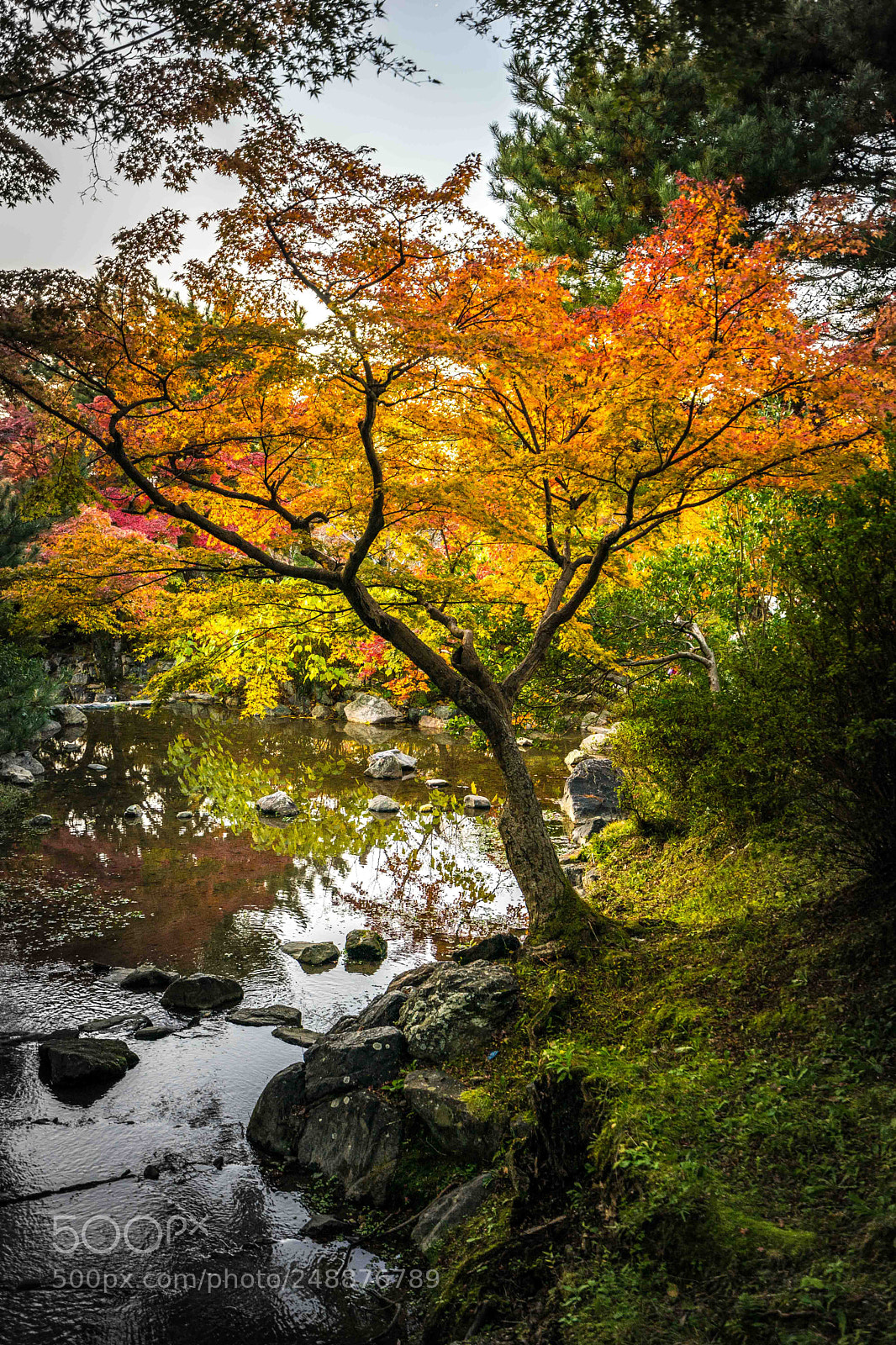 Sony a7 II sample photo. Fall foliage in kyoto photography