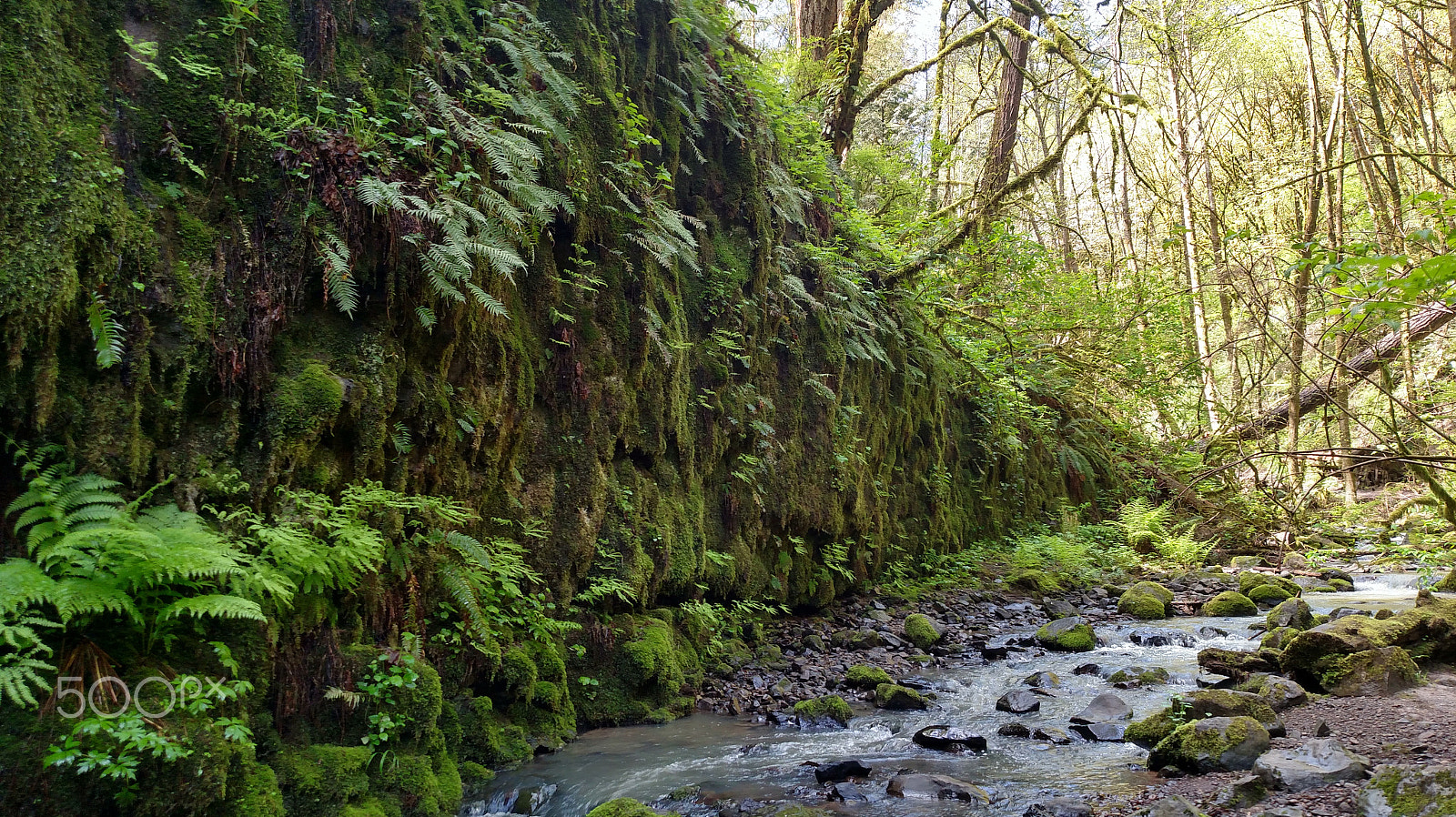 Motorola Droid Turbo sample photo. Wild wood trail photography