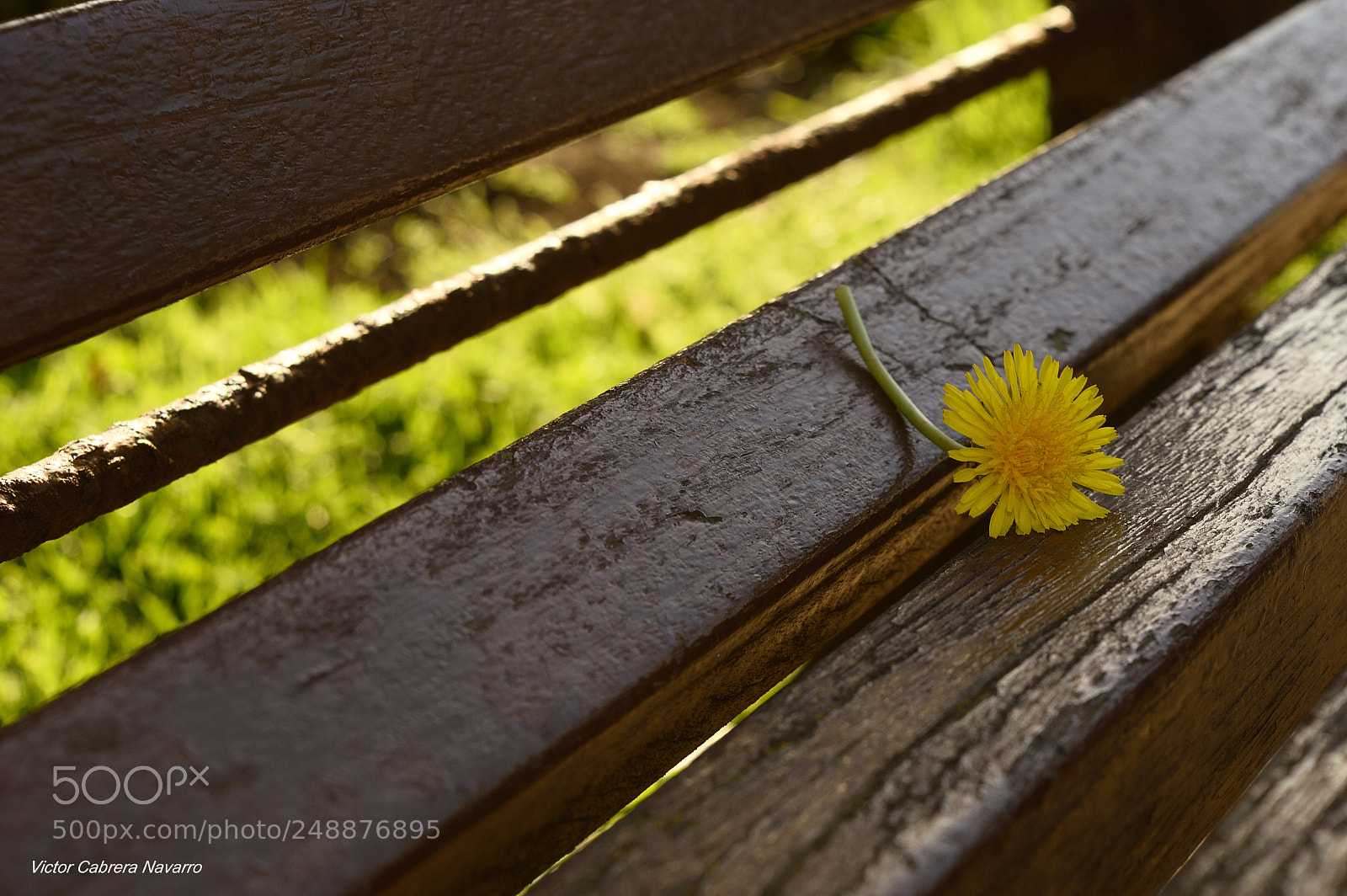Nikon D3200 sample photo. Cya photography