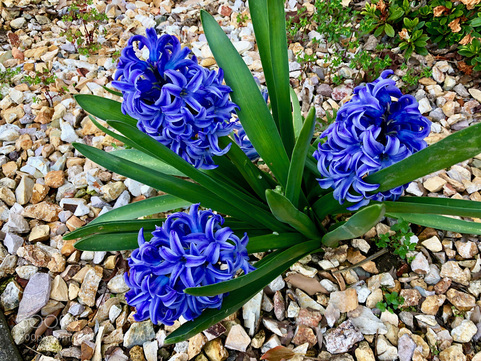 Apple iPhone X sample photo. Hyacinths photography