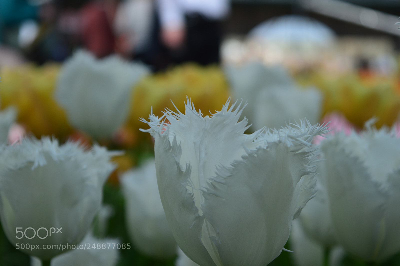 Nikon D3200 sample photo. Tulips in kuekenhoff photography