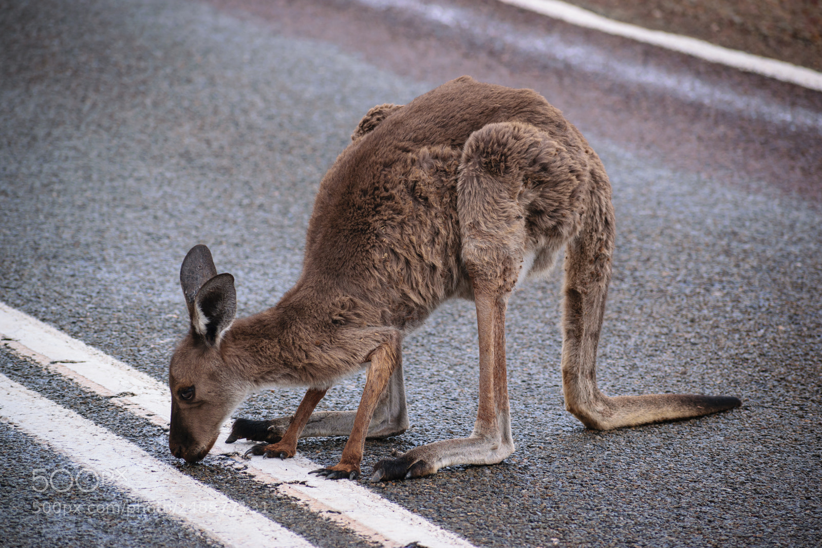 Nikon D5300 sample photo. Road roo photography