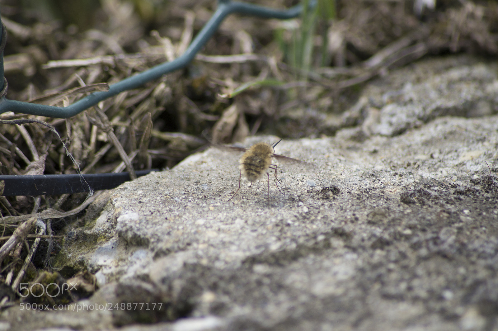 Sony SLT-A57 sample photo. Ready for take off photography