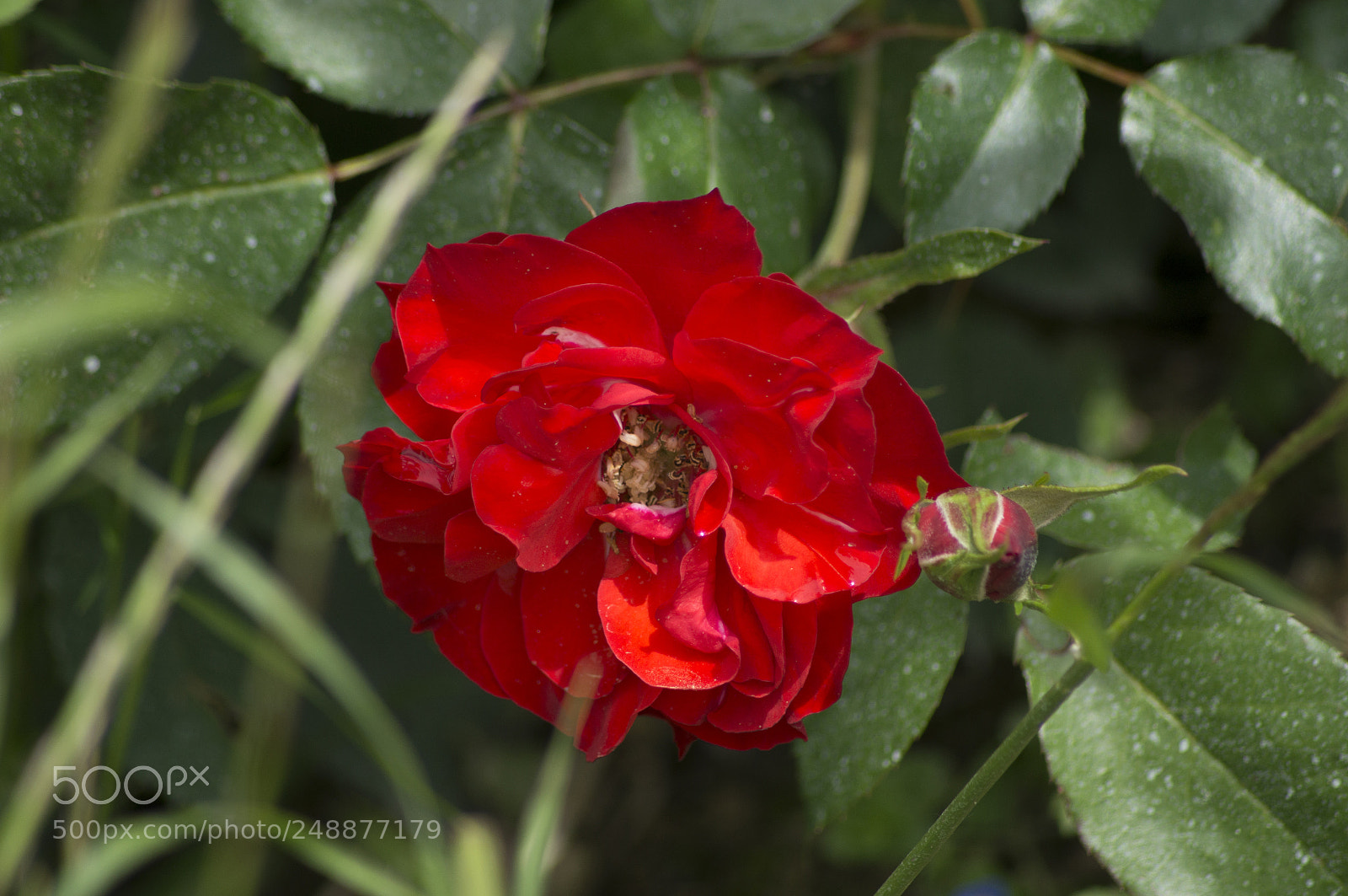 Sony SLT-A57 sample photo. Rot photography